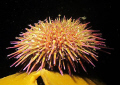   Snooted urchin. technique proving great lowvis macro work such Scottish sealochs. urchin low-vis low vis sealochs  